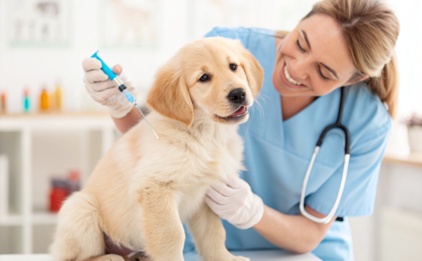 강아지 예방접종 총정리: 시기별 스케줄부터 비용, 부작용까지